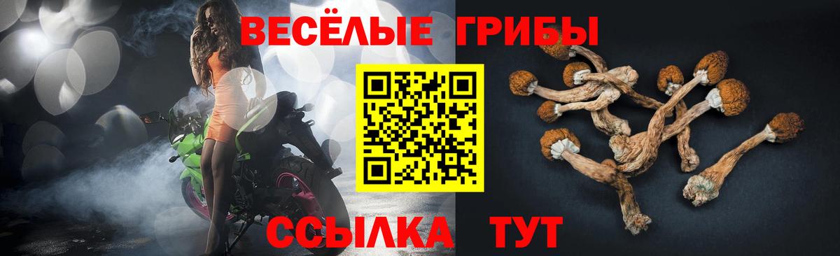 Псилоцибиновые грибы Psilocybine cubensis Кызыл